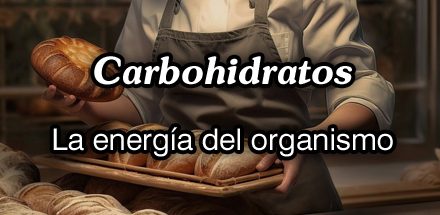 Carbohidratos: La energía del organismo